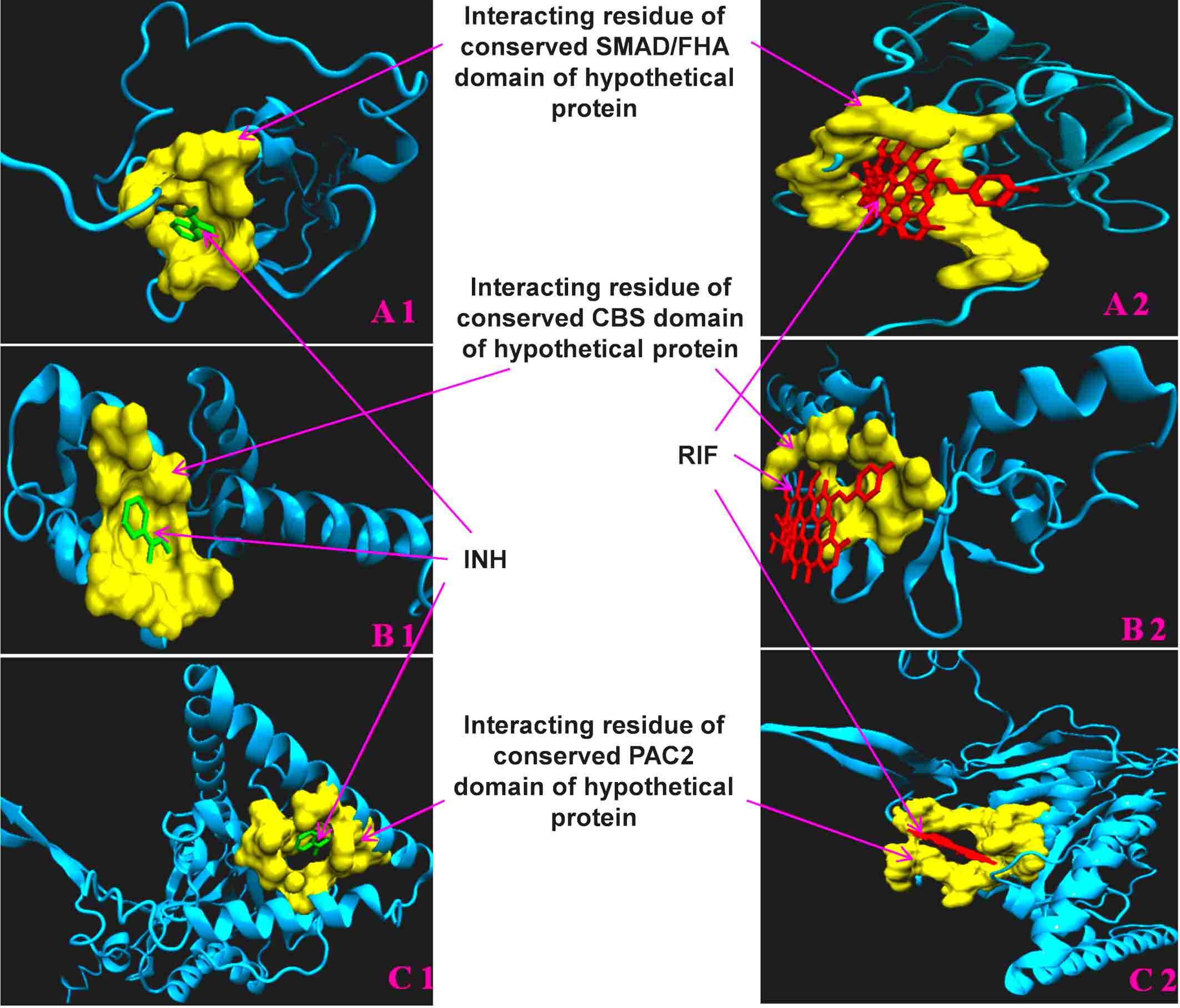 Drug-protein interaction