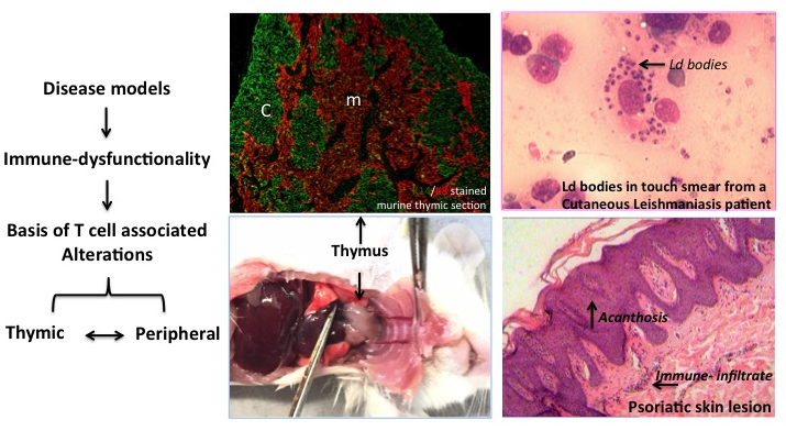 Understanding Immunobiology of diseases associated with T Cell Dysfunctionality